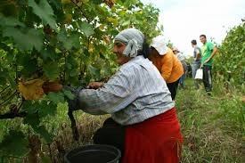 Сельское хозяйство Грузии получит $5 млн. от IFAD